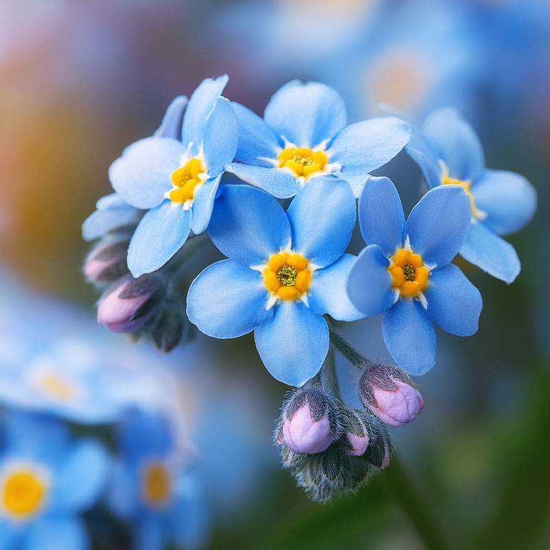 ForgetMeNot_800x800